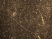 SurveyImage_30_05.png