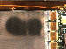 SurveyImage_11_04.png