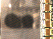 SurveyImage_07_03.png