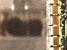 SurveyImage_11_03.png