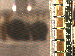 SurveyImage_13_03.png