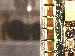 SurveyImage_21_03.png