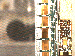 SurveyImage_25_03.png