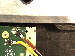 SurveyImage_28_06.png