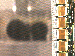 SurveyImage_11_03.png